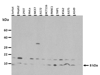 FAU Rabbit Polyclonal Antibody