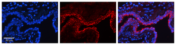 FLII Rabbit Polyclonal Antibody