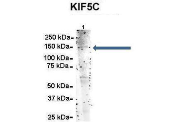 KIF5C Rabbit Polyclonal Antibody