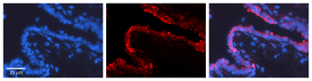 HINT1 Rabbit Polyclonal Antibody