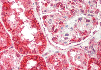 TXN2 Rabbit Polyclonal Antibody