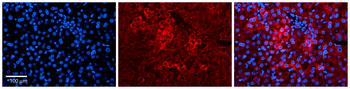 PPIL2 Rabbit Polyclonal Antibody