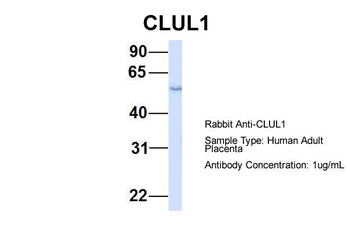CLUL1 Rabbit Polyclonal Antibody