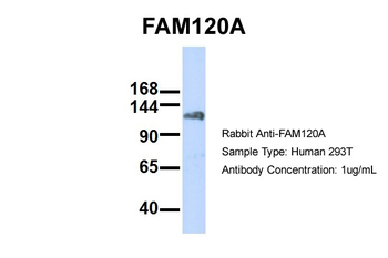 FAM120A Rabbit Polyclonal Antibody