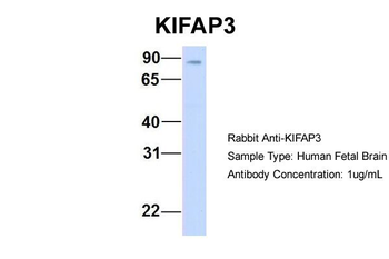 KIFAP3 Rabbit Polyclonal Antibody