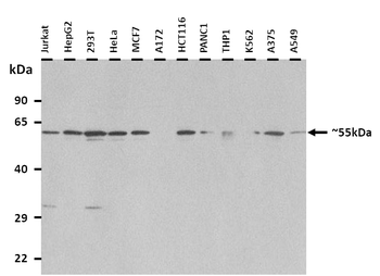 AMIGO3 Rabbit Polyclonal Antibody