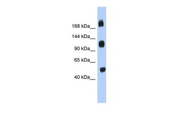 C2orf55 Rabbit Polyclonal Antibody