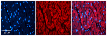 RAP1B Rabbit Polyclonal Antibody
