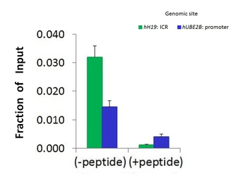 HIST2H2BF Rabbit Polyclonal Antibody