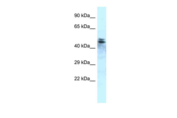 Ppp1r7 Rabbit Polyclonal Antibody