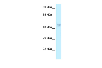 Cops4 Rabbit Polyclonal Antibody