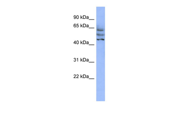 C3orf19 Rabbit Polyclonal Antibody