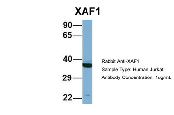 XAF1 Rabbit Polyclonal Antibody