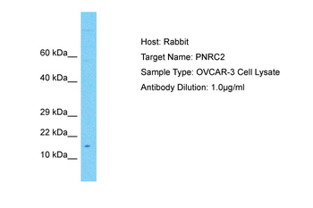 PNRC2 Rabbit Polyclonal Antibody