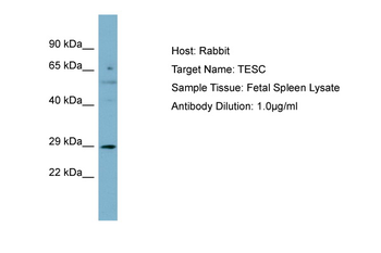 TESC Rabbit Polyclonal Antibody