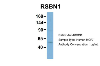 RSBN1 Rabbit Polyclonal Antibody