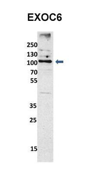 EXOC6 Rabbit Polyclonal Antibody