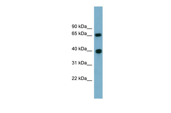 CCNJ Rabbit Polyclonal Antibody