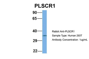 PLSCR1 Rabbit Polyclonal Antibody