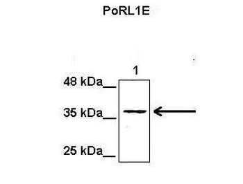 POLR1E Rabbit Polyclonal Antibody