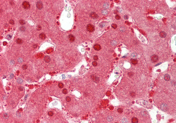 PNPO Rabbit Polyclonal Antibody