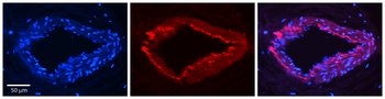 ESD Rabbit Polyclonal Antibody