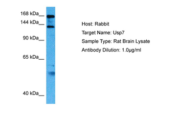 USP7 Rabbit Polyclonal Antibody
