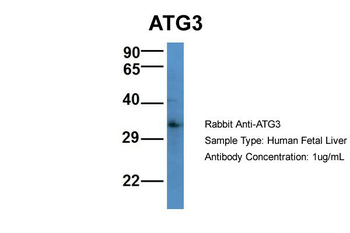 ATG3 Rabbit Polyclonal Antibody