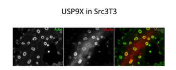 USP9X Rabbit Polyclonal Antibody