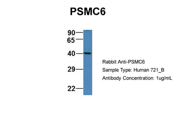 PSMC6 Rabbit Polyclonal Antibody