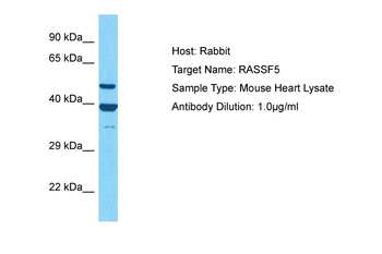 Rassf5 Rabbit Polyclonal Antibody