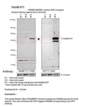 RAB8B Rabbit Polyclonal Antibody