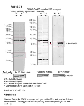 RAB8B Rabbit Polyclonal Antibody
