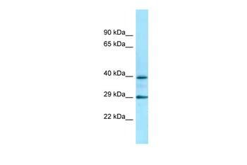 ADRA2C Rabbit Polyclonal Antibody