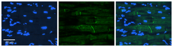 RHOG Rabbit Polyclonal Antibody