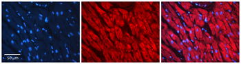 MAP4 Rabbit Polyclonal Antibody