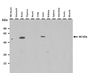 Zc3h10 Rabbit Polyclonal Antibody
