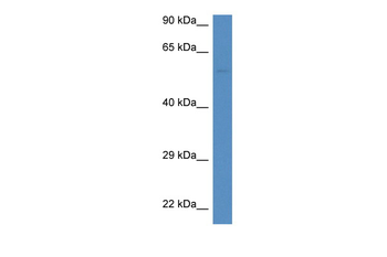 DUOXA1 Rabbit Polyclonal Antibody