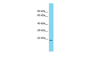 Arl6ip1 Rabbit Polyclonal Antibody