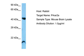 PRKAR2A Rabbit Polyclonal Antibody