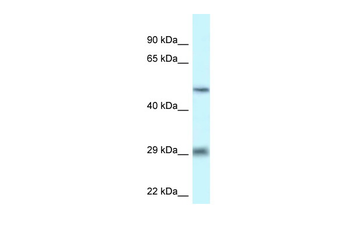 LIPH Rabbit Polyclonal Antibody