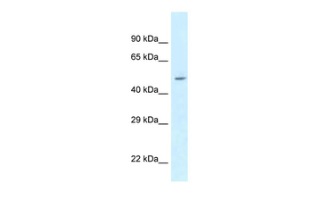 ATXN10 Rabbit Polyclonal Antibody