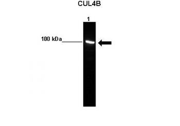 Cul4b Rabbit Polyclonal Antibody