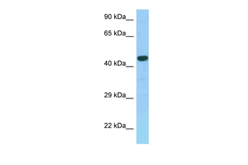 GPER Rabbit Polyclonal Antibody