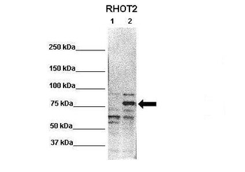 RHOT2 Rabbit Polyclonal Antibody
