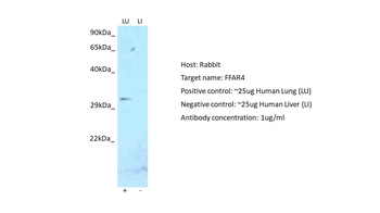 O3FAR1 Rabbit Polyclonal Antibody