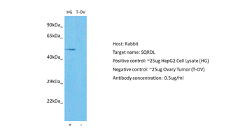 SQOR Rabbit Polyclonal Antibody