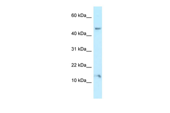 PLEKHJ1 Rabbit Polyclonal Antibody