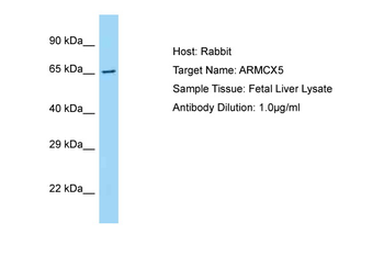 ARMCX5 Rabbit Polyclonal Antibody