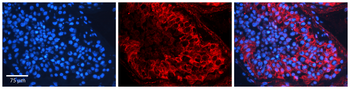 SPARC Rabbit Polyclonal Antibody